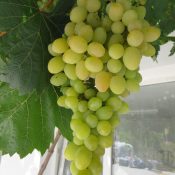 Наслада 1 (Августин)