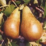 круша Боскова масловка