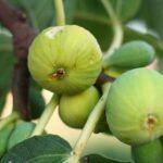 Бяла смокиня