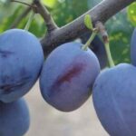 Чачанска ранна слива