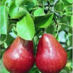 круша червена вилямова