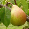 круша Жифардова масловка