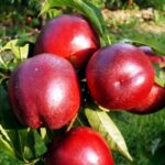 нектарина Биг Топ