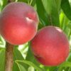 праскова сорт Скарлет (Суит Скарлет)