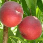праскова сорт Скарлет (Суит Скарлет)