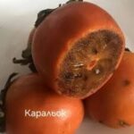 райска ябълка Каральок