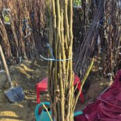 Смокиня Василика