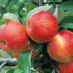 ябълка Пинова