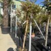 Арбутус Унедо (Arbutus Unedo)