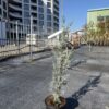 Аризонски кипарис (Cupressus arizonica "Fastigiata")