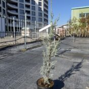 Аризонски кипарис (Cupressus arizonica "Fastigiata")