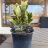 Чашкодрян (Euonymus Japonicus - "Marieke" / "Ovatus Aureus")