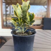 Чашкодрян (Euonymus Japonicus - "Marieke" / "Ovatus Aureus")