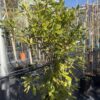 Питоспорум Тобира Нана (Pittosporum Tobira Nanum)