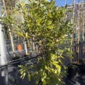 Питоспорум Тобира Нана (Pittosporum Tobira Nanum)