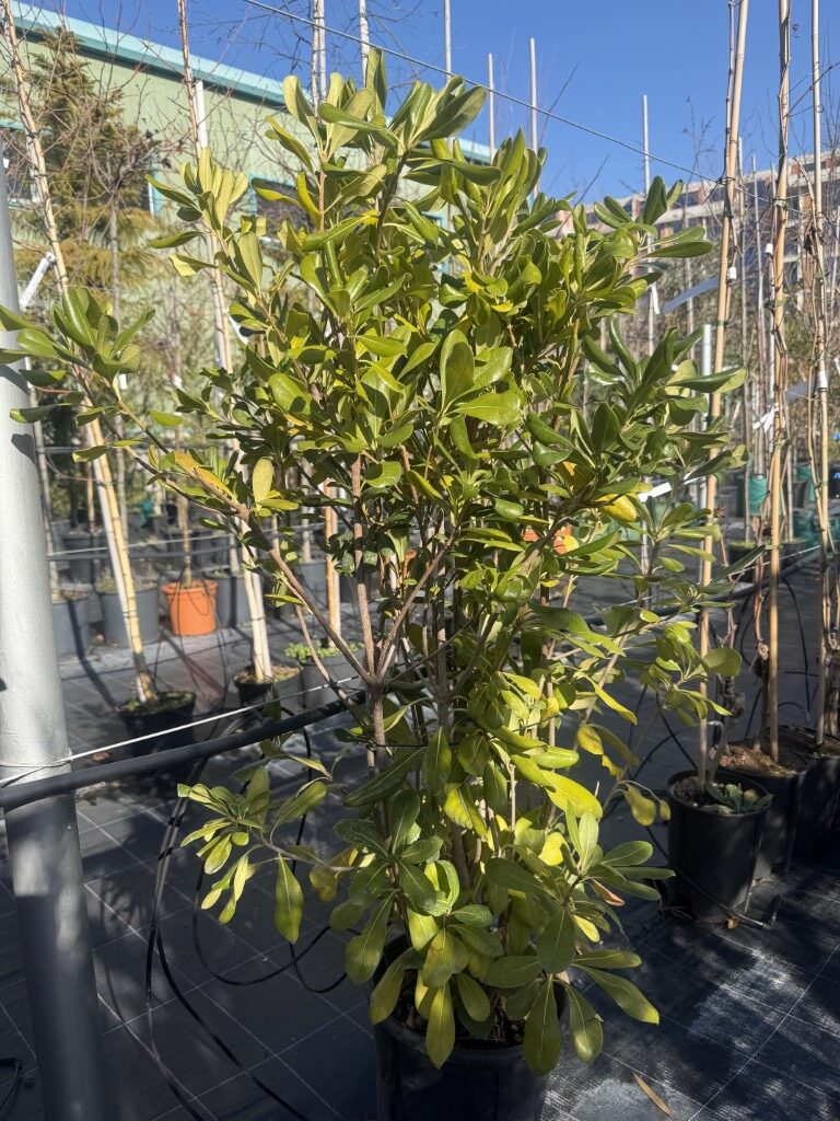 Питоспорум Тобира Нана (Pittosporum Tobira Nanum)