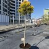 Декемврийско злато (Pinus Mugo Dezember Gold)