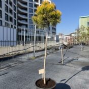 Декемврийско злато (Pinus Mugo Dezember Gold)