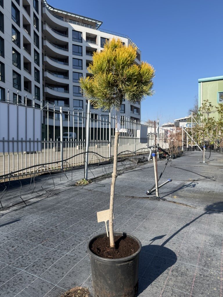 Декемврийско злато (Pinus Mugo Dezember Gold)