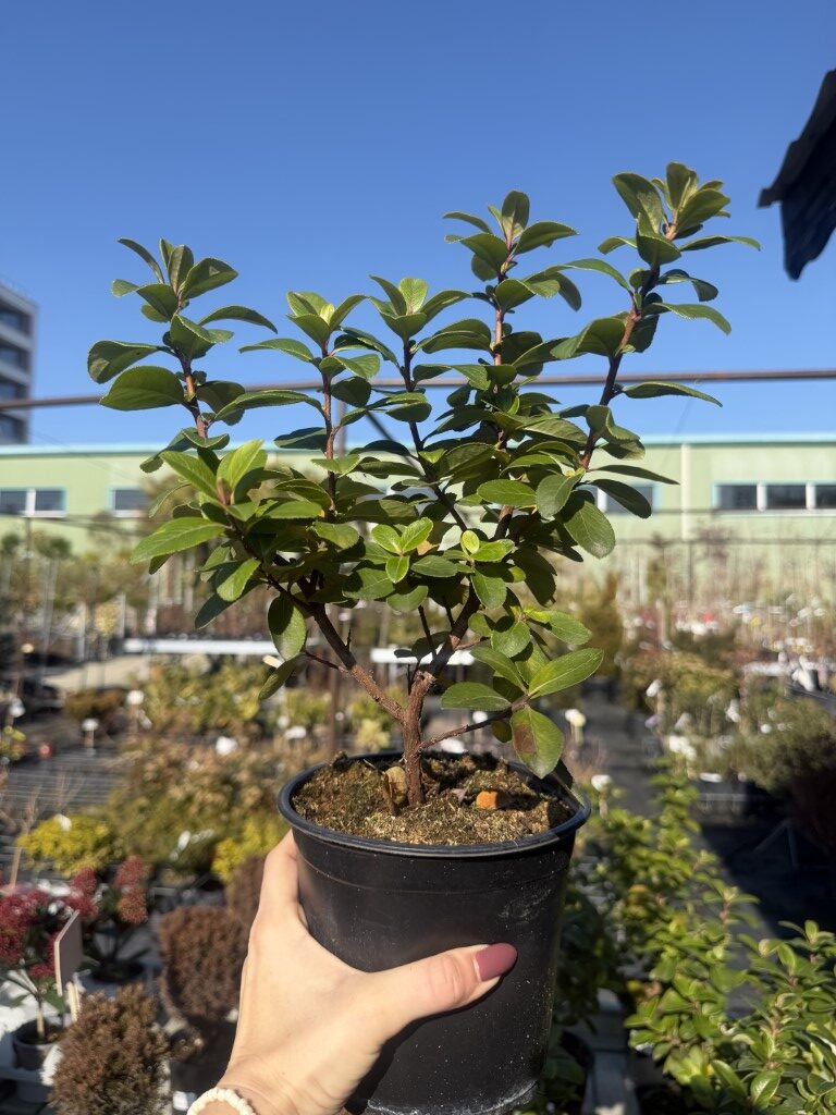 Ескалония Розова (Escallonia rubra)