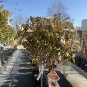 Фотиния Ред Робин (Photinia Fraseri Red Robin)
