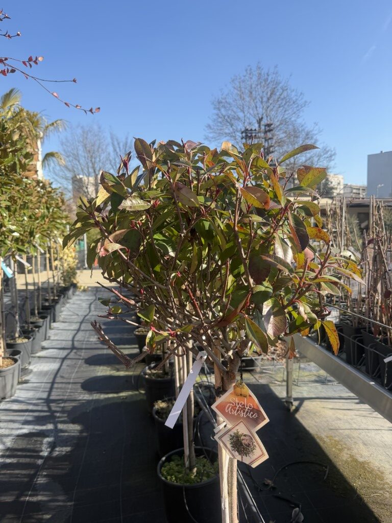 Фотиния Ред Робин (Photinia Fraseri Red Robin)