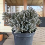 Хвойна ''Синята Звезда'' (Juniperus Squamata ''Blue Star")