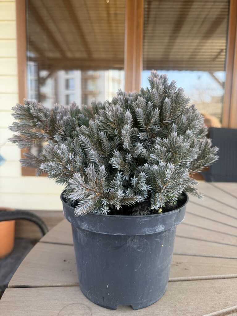 Хвойна ''Синята Звезда'' (Juniperus Squamata ''Blue Star")