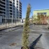 Кипарис Пирамидалис (Cupressus Semp. Pyramidalis)
