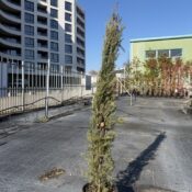 Кипарис Пирамидалис (Cupressus Semp. Pyramidalis)