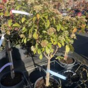 Лаврова Калина (Viburnum Tinus) 15L