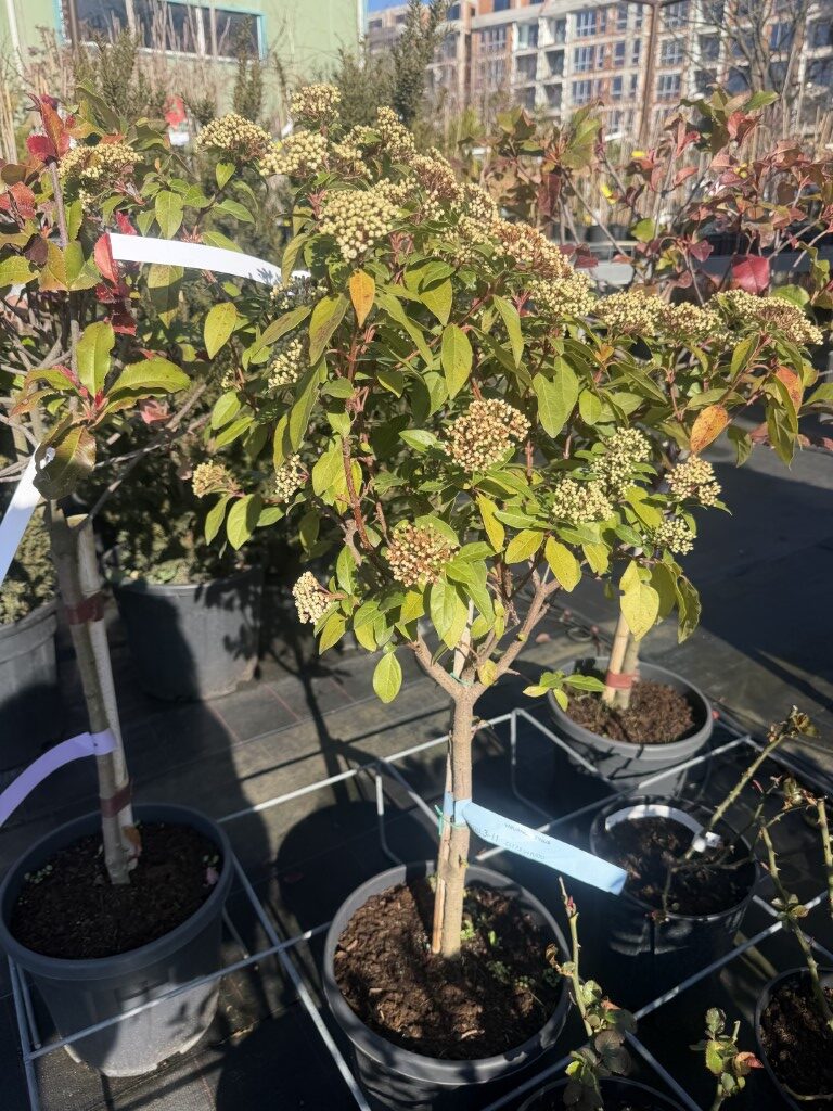 Лаврова Калина (Viburnum Tinus) 15L