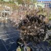 Лоропеталум 'Черна Перла' (Loropetalum Black Pearl)