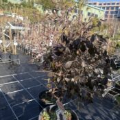 Лоропеталум 'Черна Перла' (Loropetalum Black Pearl)