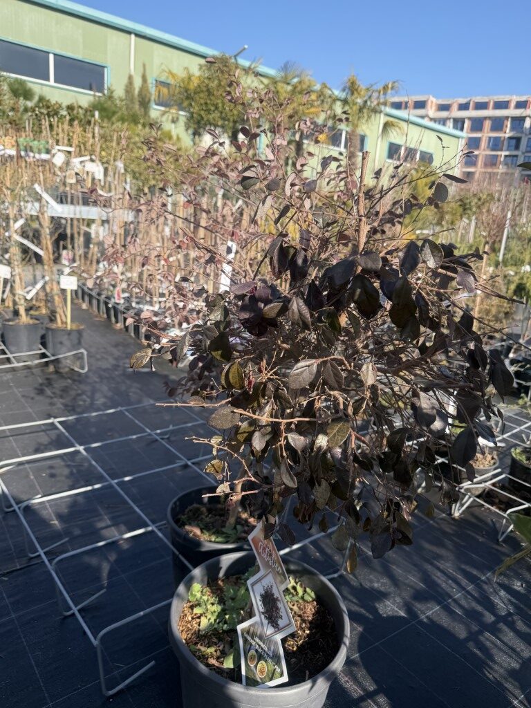 Лоропеталум 'Черна Перла' (Loropetalum Black Pearl)