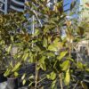 Магнолия Грандифлора (Magnolia Grandiflora) 10 L