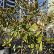 Магнолия Грандифлора (Magnolia Grandiflora) 10 L