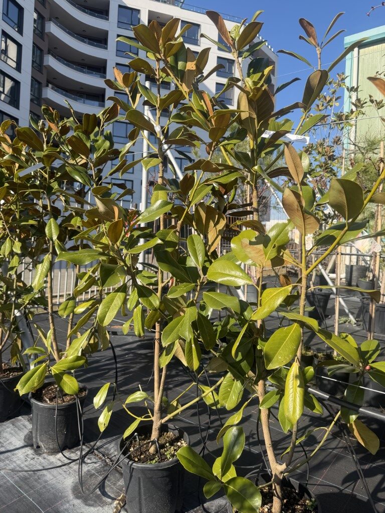 Магнолия Грандифлора (Magnolia Grandiflora) 10 L