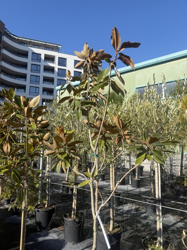 Магнолия Грандфлора Литъл Джем (Magnolia Grandflora Little Gem)