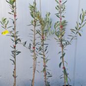 Маслини Халкидики