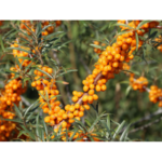 Облепиха Ракитник