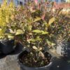 Фотиния Фразери Робуста (Photinia Fraseri Robusta)