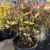 Фотиния Фразери Робуста (Photinia Fraseri Robusta)