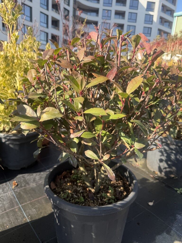 Фотиния Фразери Робуста (Photinia Fraseri Robusta)