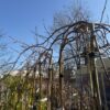 Плачеща Върба ''Килмарнок'' (Salix Carp. "Kilmarnock")