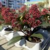 Скимия Японика (Skimmia Japonica)