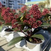 Скимия Японика (Skimmia Japonica)