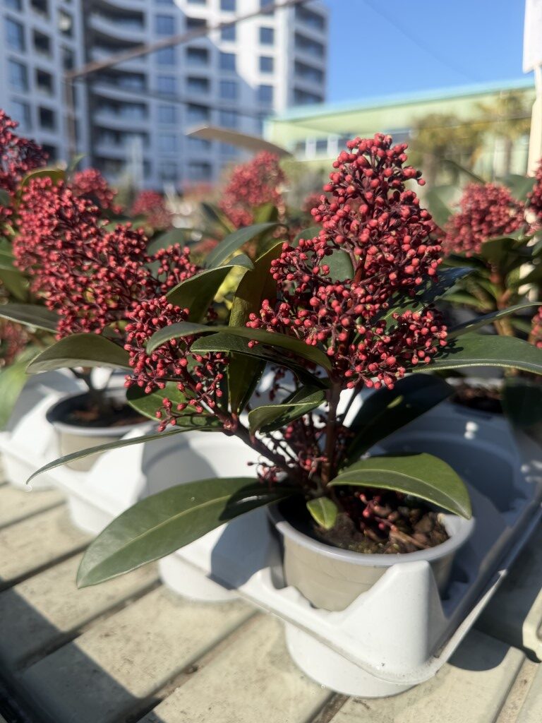 Скимия Японика (Skimmia Japonica)