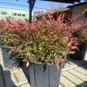 Нандина ''Ред Лайд'' (Nandina "Red LIght") 3 L