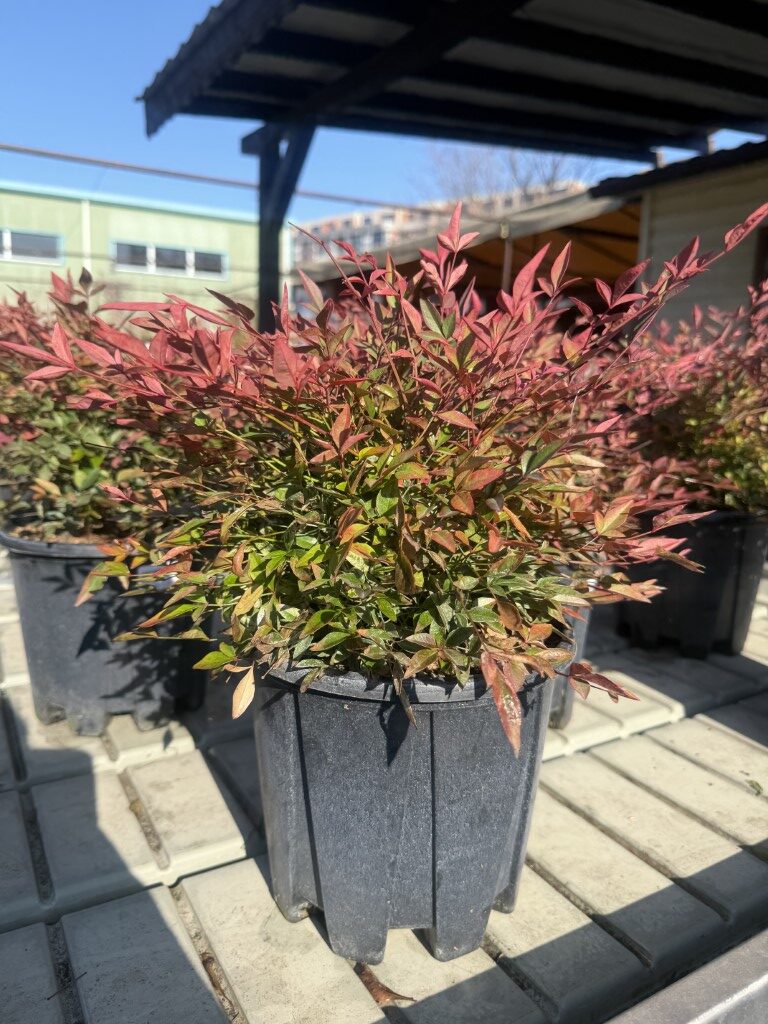 Нандина ''Ред Лайд'' (Nandina "Red LIght") 3 L